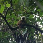 White-fronted Brown Lemur (Eulemur albifrons)