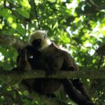 White-fronted Brown Lemur (Eulemur albifrons)
