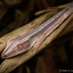 Lined Leaf-tailed Gecko (Uroplatus lineatus)
