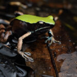 Marojejy Mantella (Mantella manery)