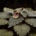 Impatiens furcata