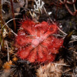Sundew (Drosera natalensis)