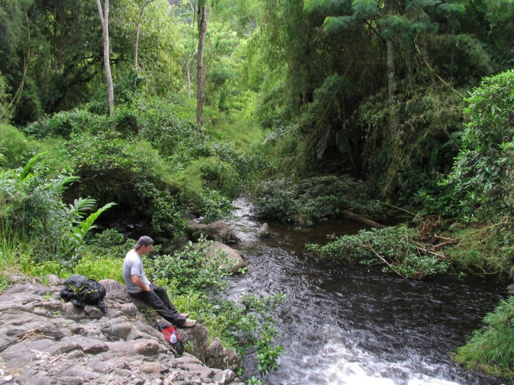 A man is sitting on a rock high above a pool in a river. The river is completely surrounded by huge trees draped in vines.
