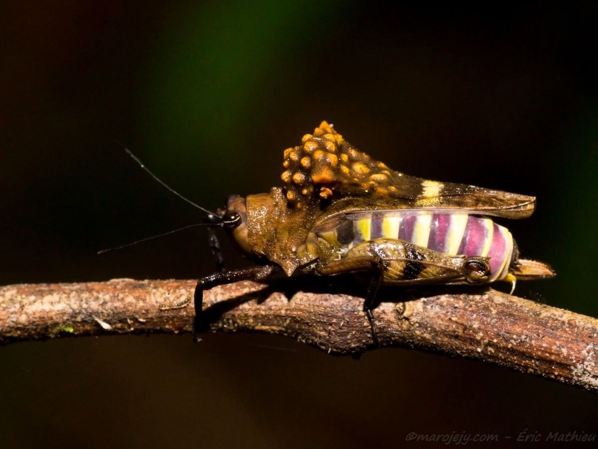 Formidable Pygmy Grasshopper (Notocerus formidabilis)