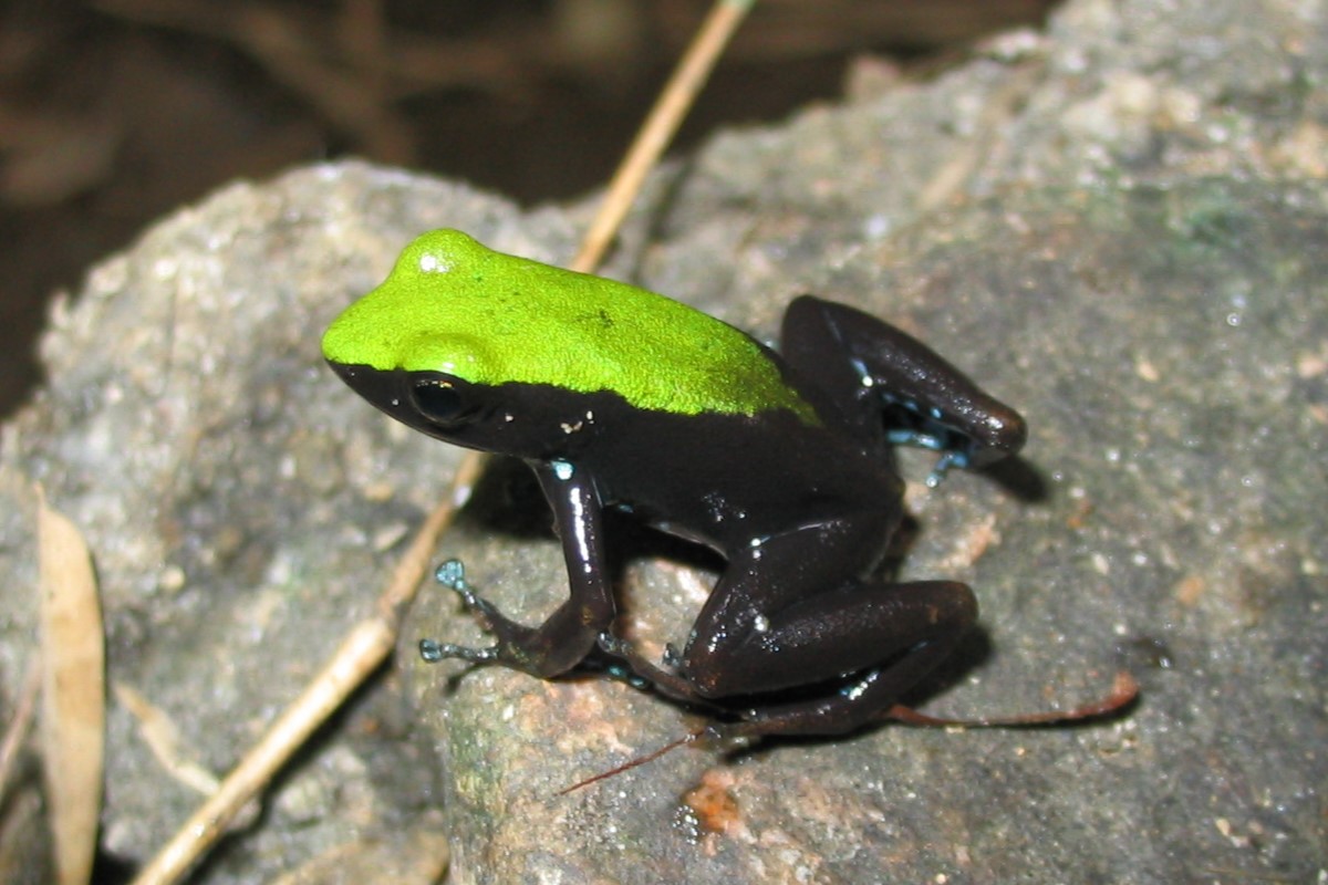 A small frog with a bright lime-green back, black legs and sides, and turquoise spots at the tips of his toes.